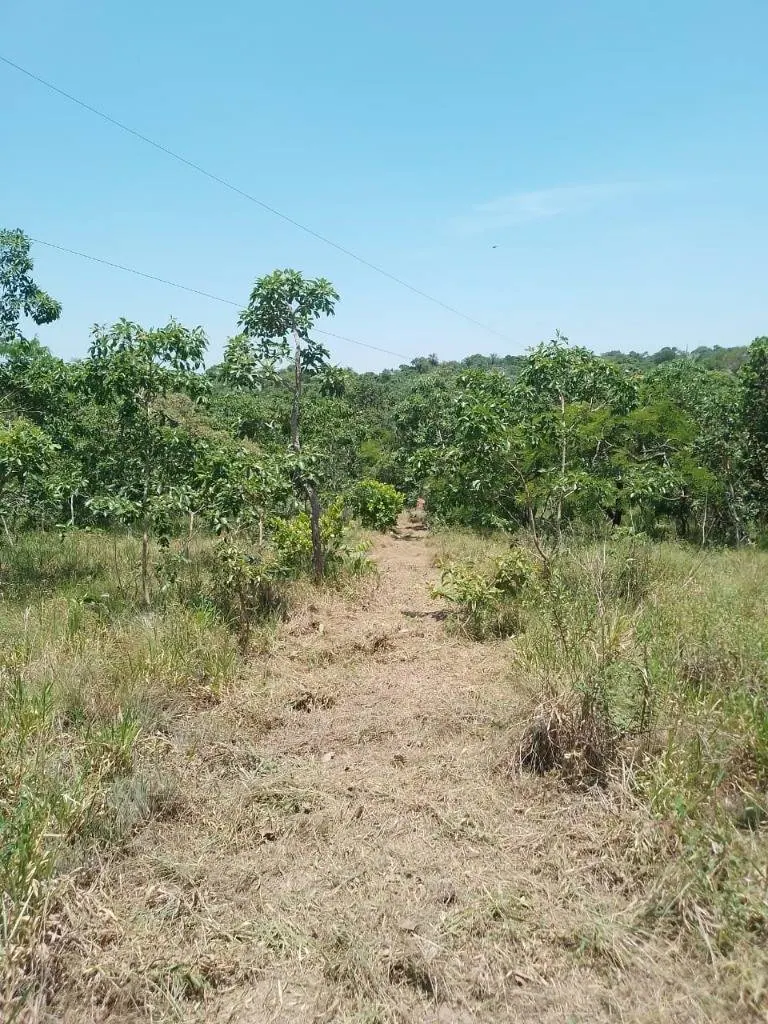 29.6 ha cattle property for sale in Buena Vista: foto 3 de 9