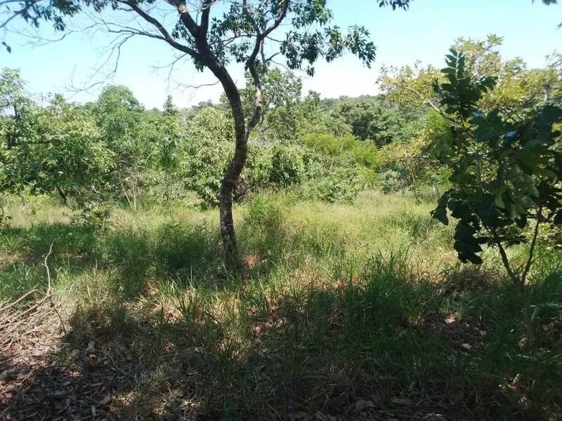 29.6 ha cattle property for sale in Buena Vista: foto 5 de 9