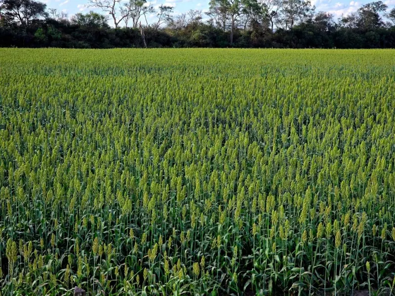 Propiedad rural de 4,3 hectáreas en venta en Mar Adentro, Urubó: foto 8 de 8