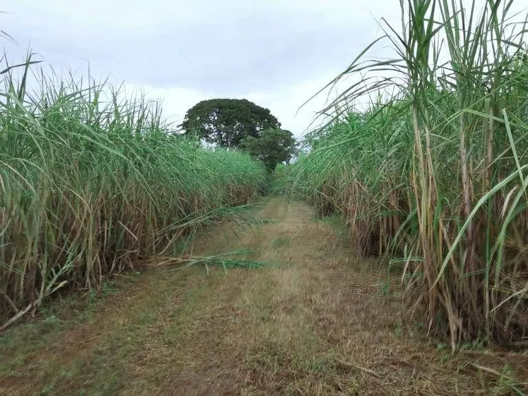 Propiedad agrícola de 63,5 ha en venta en Warnes: foto 5 de 6