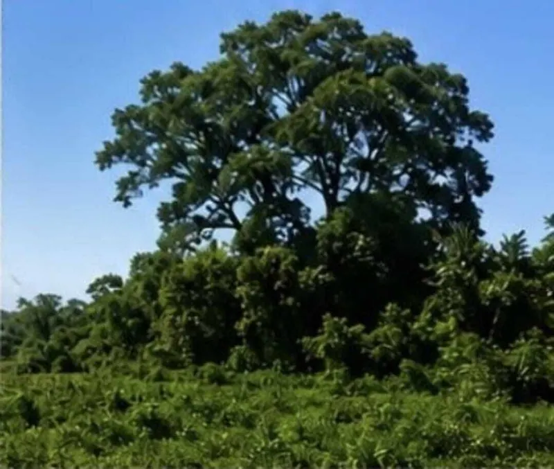 Land for sale in Portachuelo, 141,453.78 m² in San Ignacio del Sara: foto 4 de 6