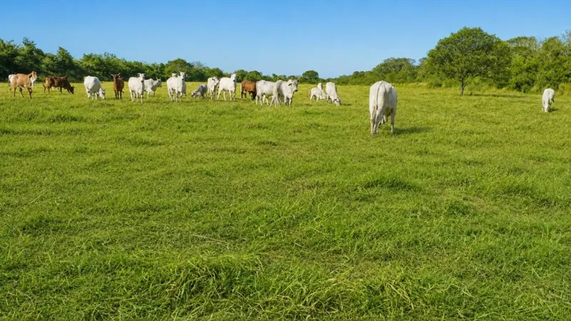 15.75 ha cattle property for sale in Loma Blanca: foto 1 de 4