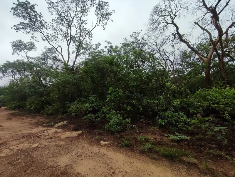 500-hectare cattle property for sale in Limoncito, Roboré