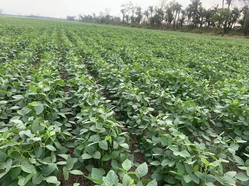 Propiedad agrícola de 4.215 hectáreas en venta en San Pablo: foto 13 de 38