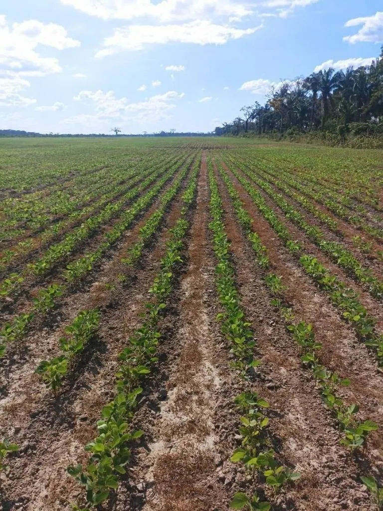 Propiedad agrícola de 4.215 hectáreas en venta en San Pablo: foto 14 de 38