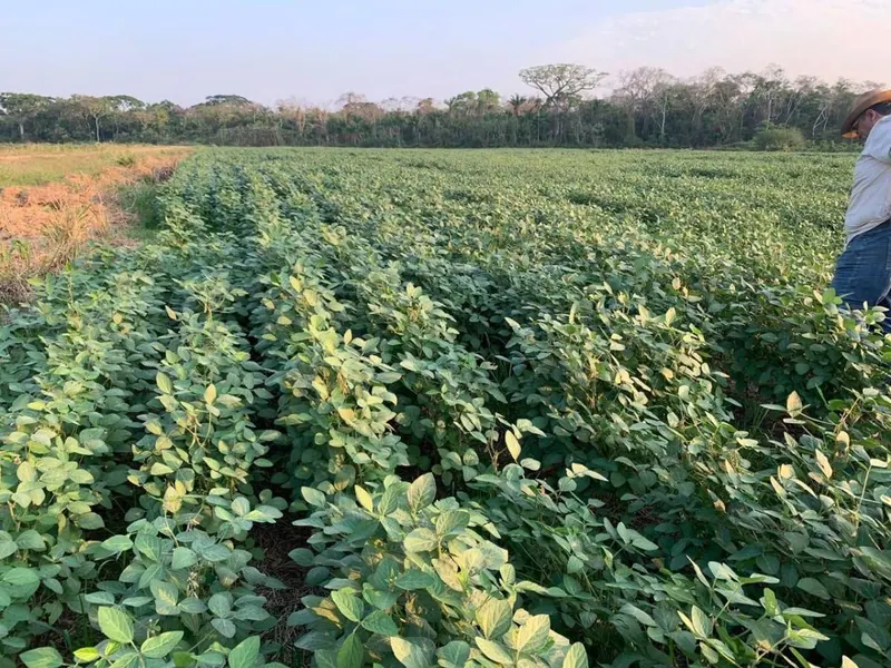 Propiedad agrícola de 4.215 hectáreas en venta en San Pablo: foto 15 de 38