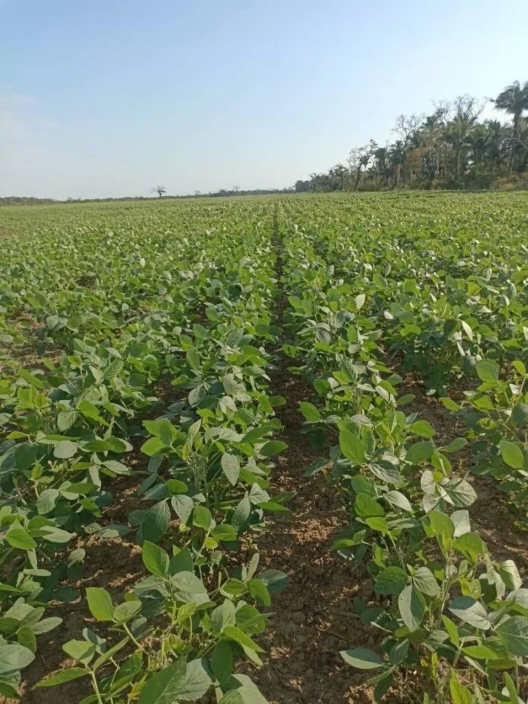 Propiedad agrícola de 4.215 hectáreas en venta en San Pablo: foto 17 de 38
