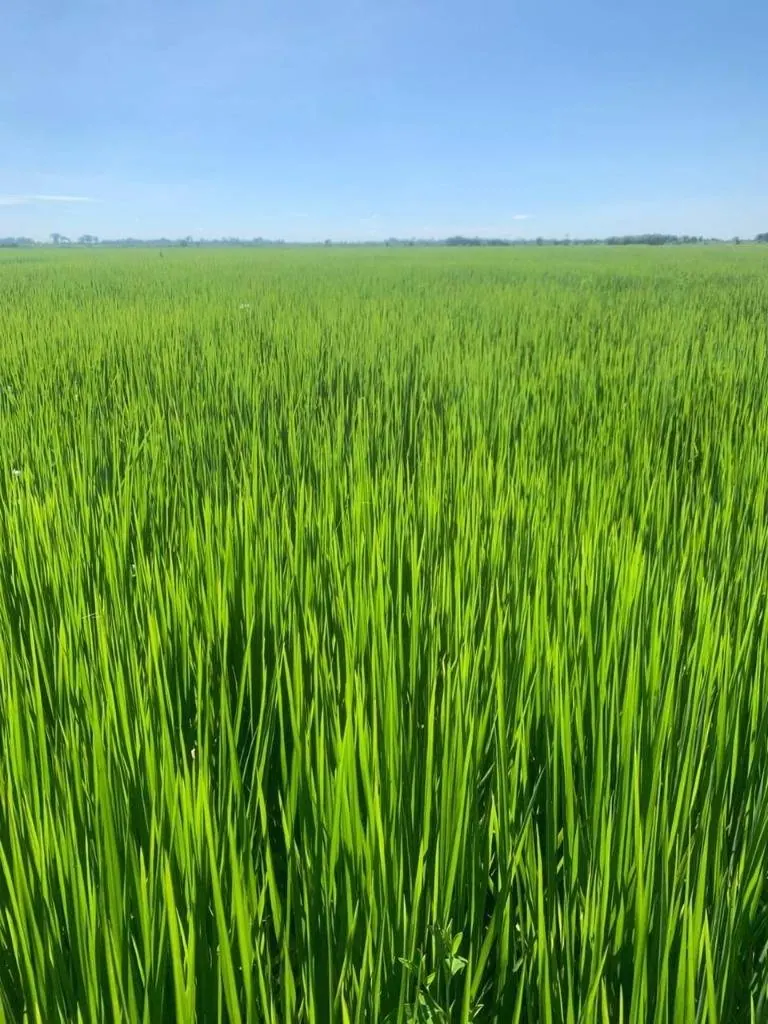 Propiedad agrícola de 4.215 hectáreas en venta en San Pablo: foto 18 de 38
