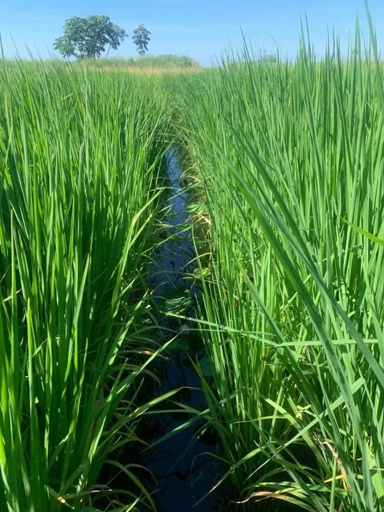 Propiedad agrícola de 4.215 hectáreas en venta en San Pablo: foto 19 de 38
