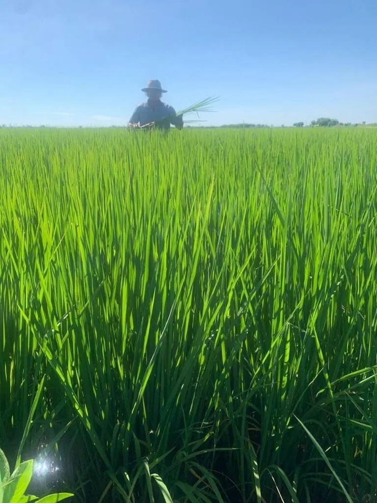 Propiedad agrícola de 4.215 hectáreas en venta en San Pablo: foto 21 de 38