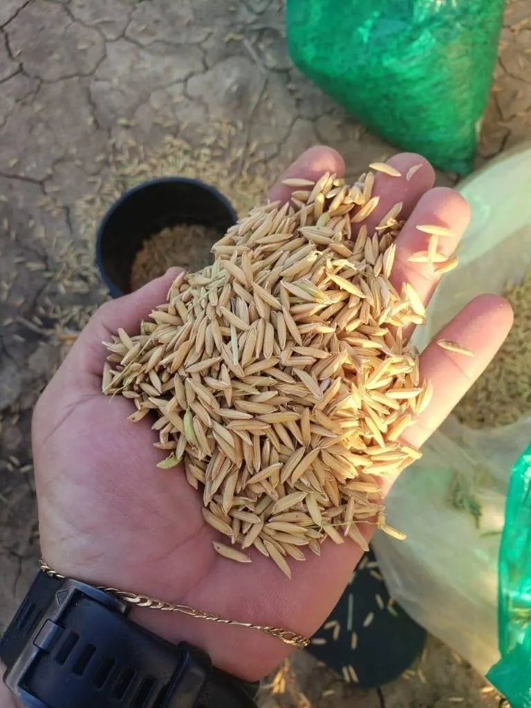 Propiedad agrícola de 4.215 hectáreas en venta en San Pablo: foto 22 de 38