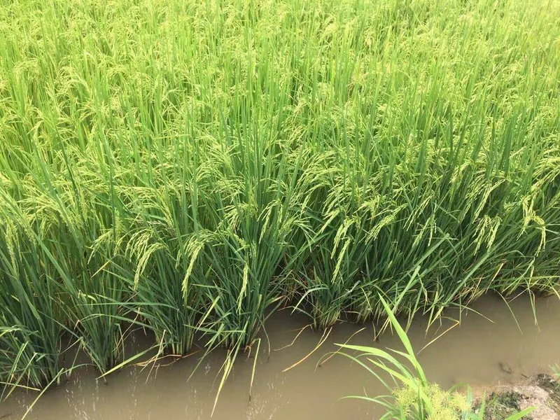 Propiedad agrícola de 4.215 hectáreas en venta en San Pablo: foto 24 de 38