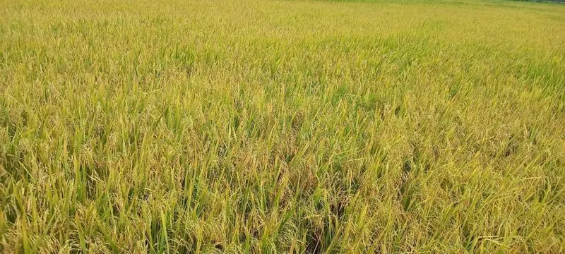 Propiedad agrícola de 4.215 hectáreas en venta en San Pablo: foto 25 de 38