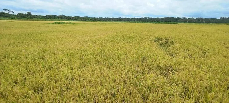 Propiedad agrícola de 4.215 hectáreas en venta en San Pablo: foto 26 de 38