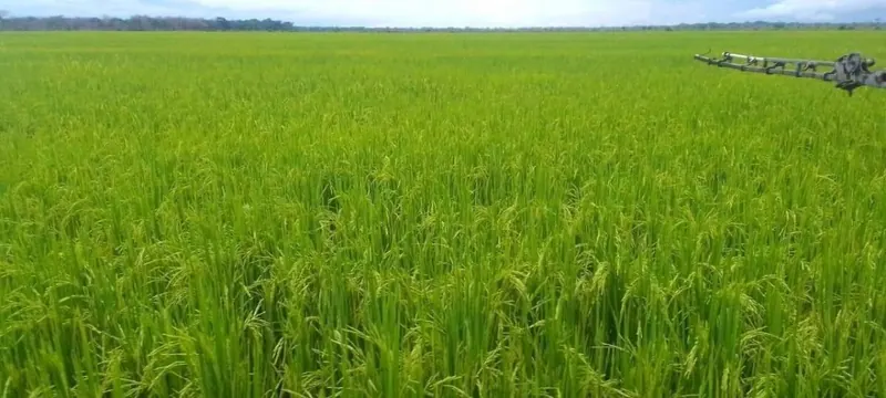 Propiedad agrícola de 4.215 hectáreas en venta en San Pablo: foto 27 de 38