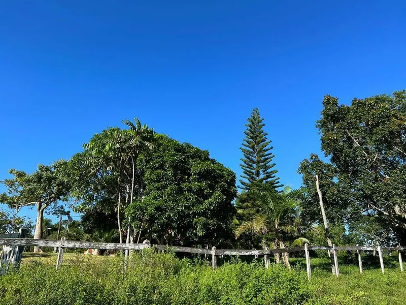18-hectare rural property for sale between Las Cruces and Terebinto: foto 6 de 14