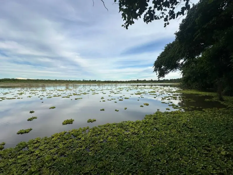 75.50-hectare cattle property for sale in Montero Hoyos: foto 1 de 20