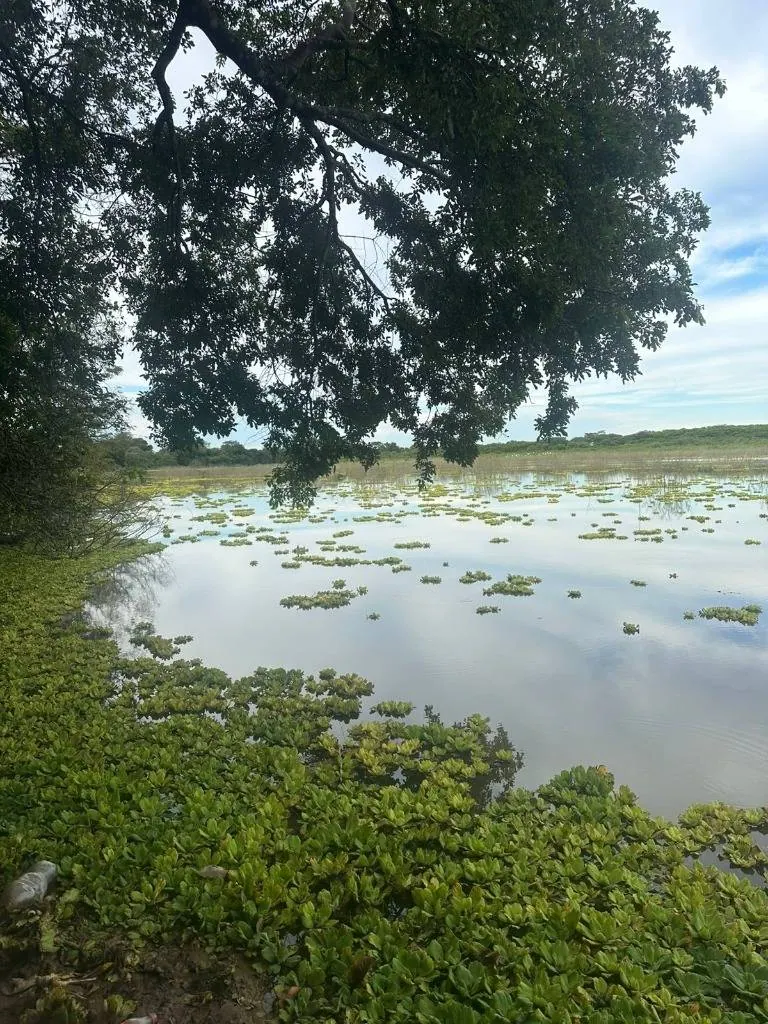 75.50-hectare cattle property for sale in Montero Hoyos: foto 6 de 20