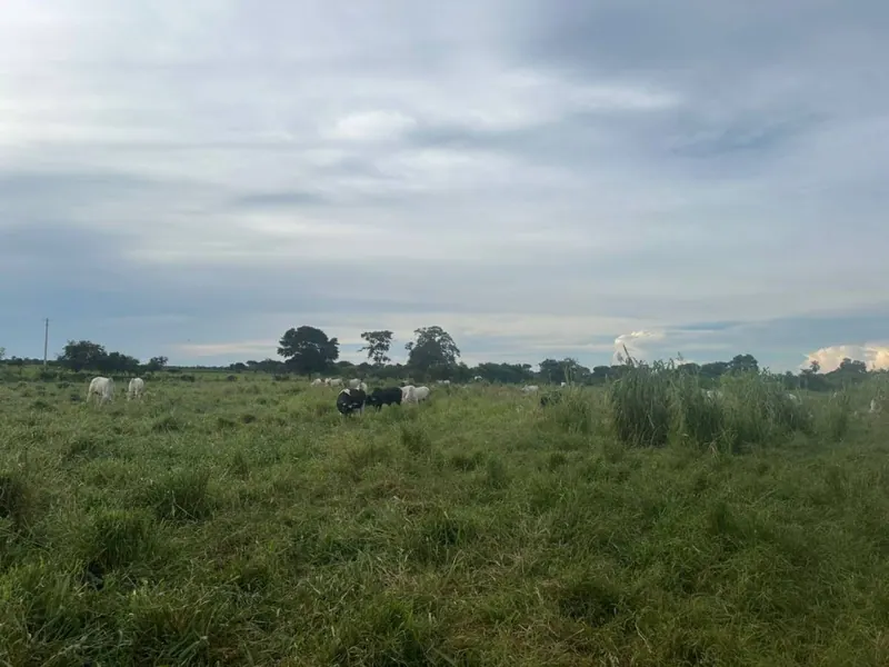 75.50-hectare cattle property for sale in Montero Hoyos: foto 7 de 20