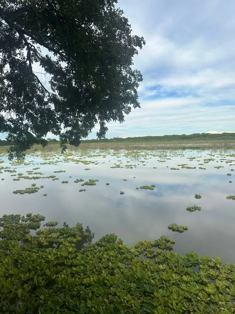 75.50-hectare cattle property for sale in Montero Hoyos: foto 11 de 20