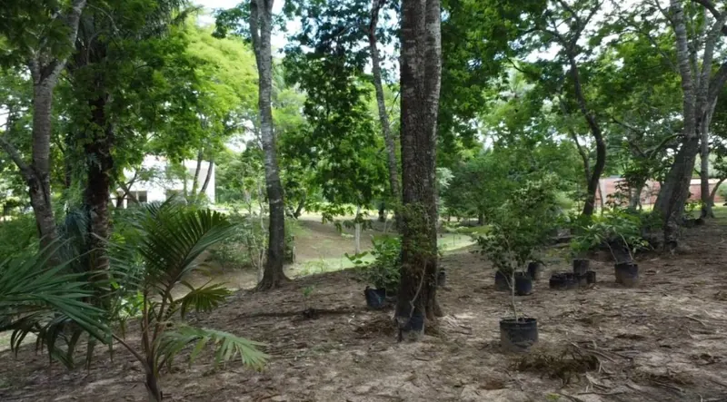 Terreno de 3.000 m² en venta en el Urubó, zona Santa Ana del Trejo: foto 9 de 12