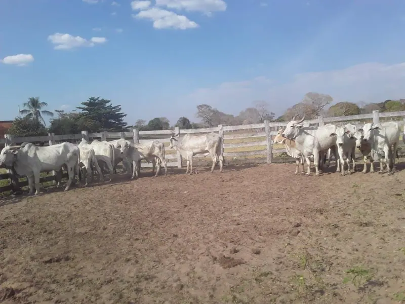 Propiedad rural de 4.783,35 ha en venta en Santa Cruz: foto 7 de 19