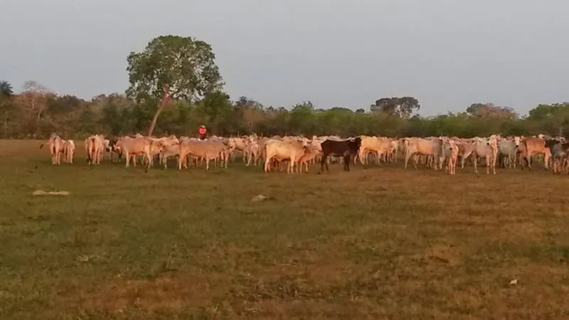 Propiedad rural de 4.783,35 ha en venta en Santa Cruz: foto 8 de 19