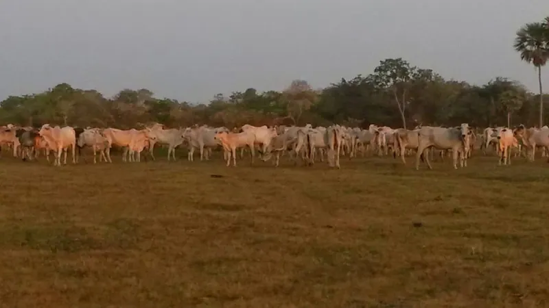 Propiedad rural de 2.400 ha en venta en Santa Cruz: foto 7 de 19