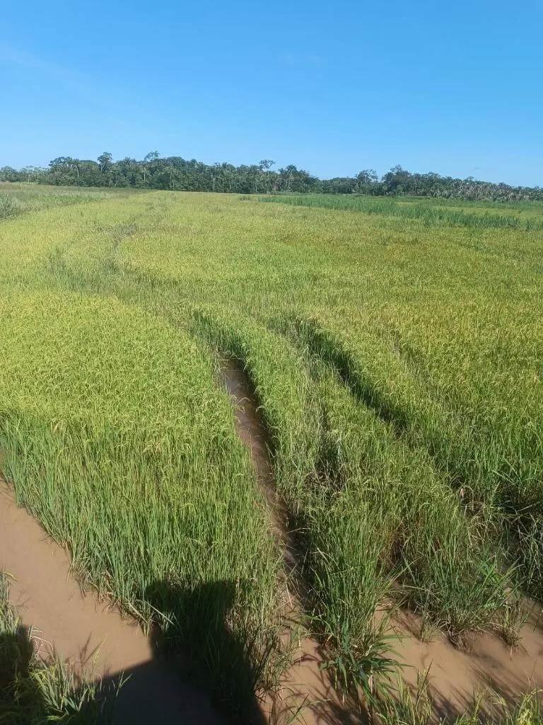 40.97-hectare rural property for sale in Santa Cruz: foto 1 de 4