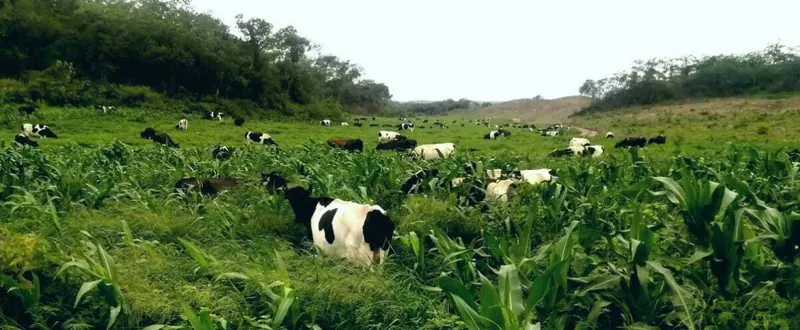 Propiedad agrícola ganadera de 1.943 hectáreas en venta en Charagua: foto 4 de 11
