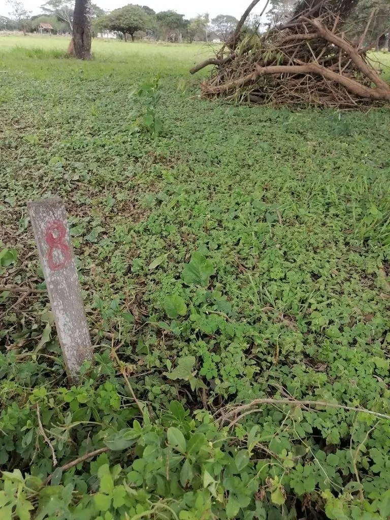 Terreno de 300 m² en venta en Complejo Campestre II, Warnes: foto 4 de 7