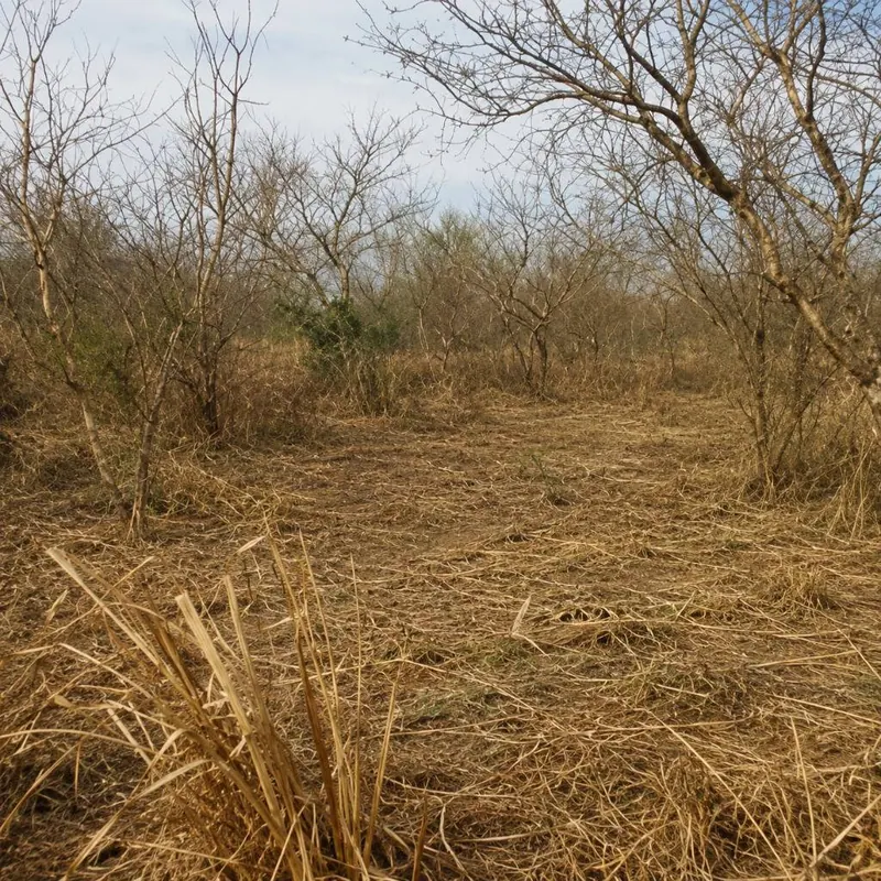 Terreno de 10 hectáreas en venta en Montero Hoyos: foto 1 de 3