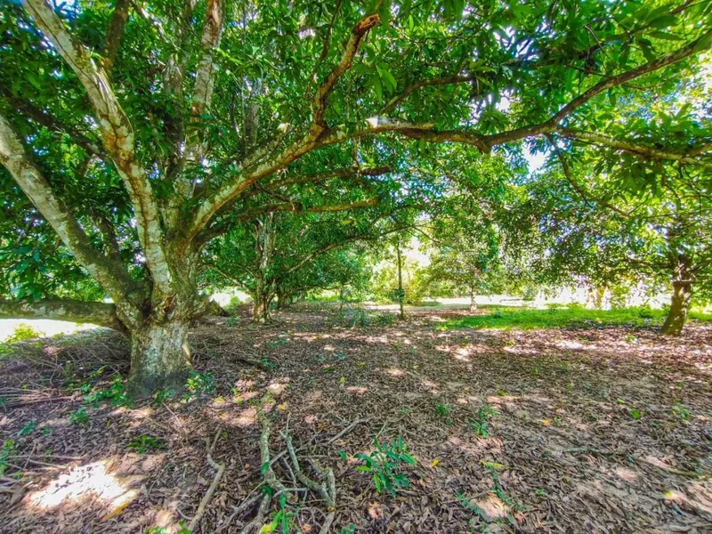 Terreno rural de 5 hectáreas en venta en Buena Vista, sobre carretera: foto 1 de 10