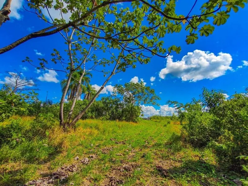Terreno rural de 5 hectáreas en venta en Buena Vista, sobre carretera: foto 7 de 10
