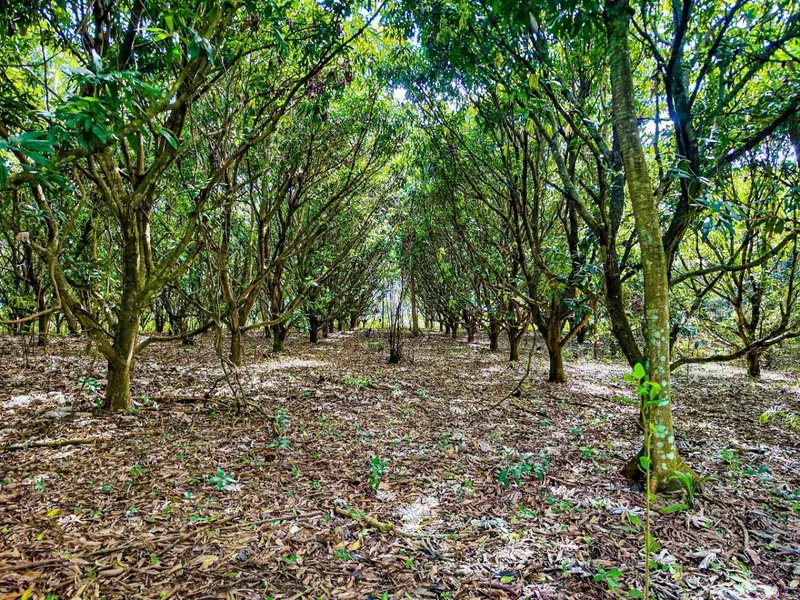Terreno rural de 5 hectáreas en venta en Buena Vista, sobre carretera: foto 9 de 10