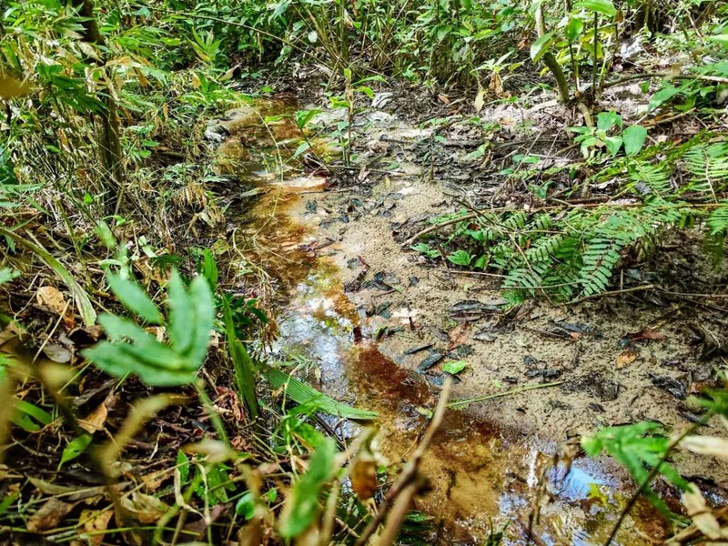 Terreno rural de 5 hectáreas en venta en Buena Vista, sobre carretera: foto 10 de 10