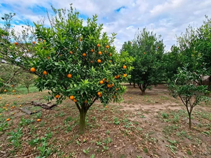 Terreno de 7,6 hectáreas en venta sobre avenida en Las Piedades: foto 10 de 14