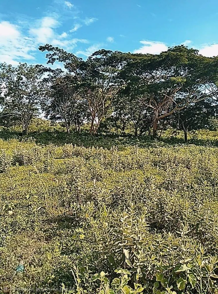 300 m² lot for sale in the Guapomo 5 development, East Zone