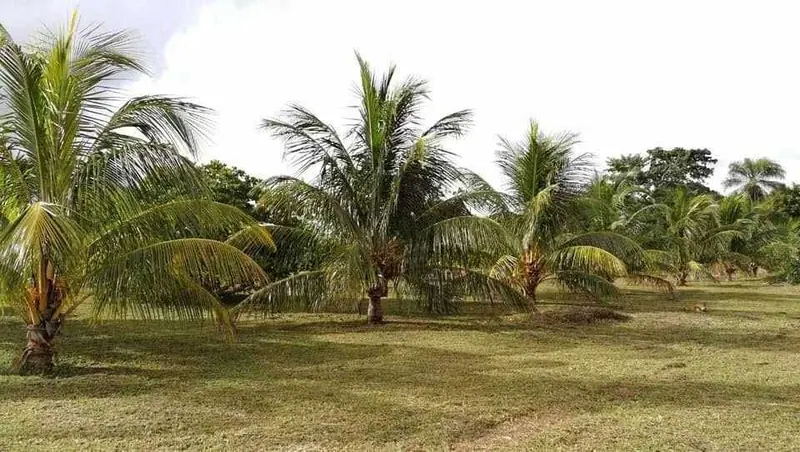 Terreno de 5.383,2 m² en venta en Las Barreras, Warnes: foto 3 de 3