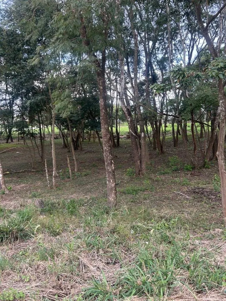 Terreno de 280 m² en venta en la urbanización Los Olivos, Zona Norte: foto 6 de 6