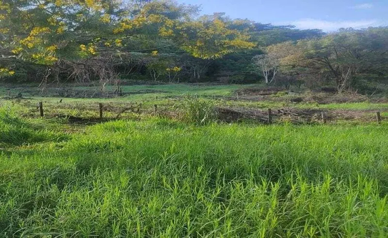 Terreno de 18.900 m² en venta sobre carretera, Limoncito km 37: foto 3 de 6