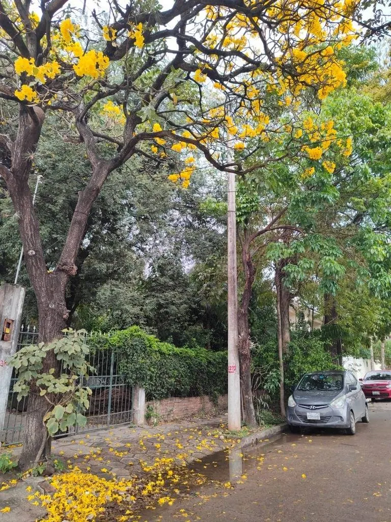 Terreno de 720 m² en venta a media cuadra de la Avenida Alemana: foto 6 de 7