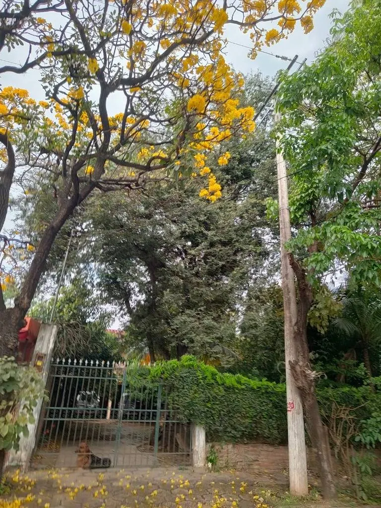 Terreno de 720 m² en venta a media cuadra de la Avenida Alemana: foto 7 de 7