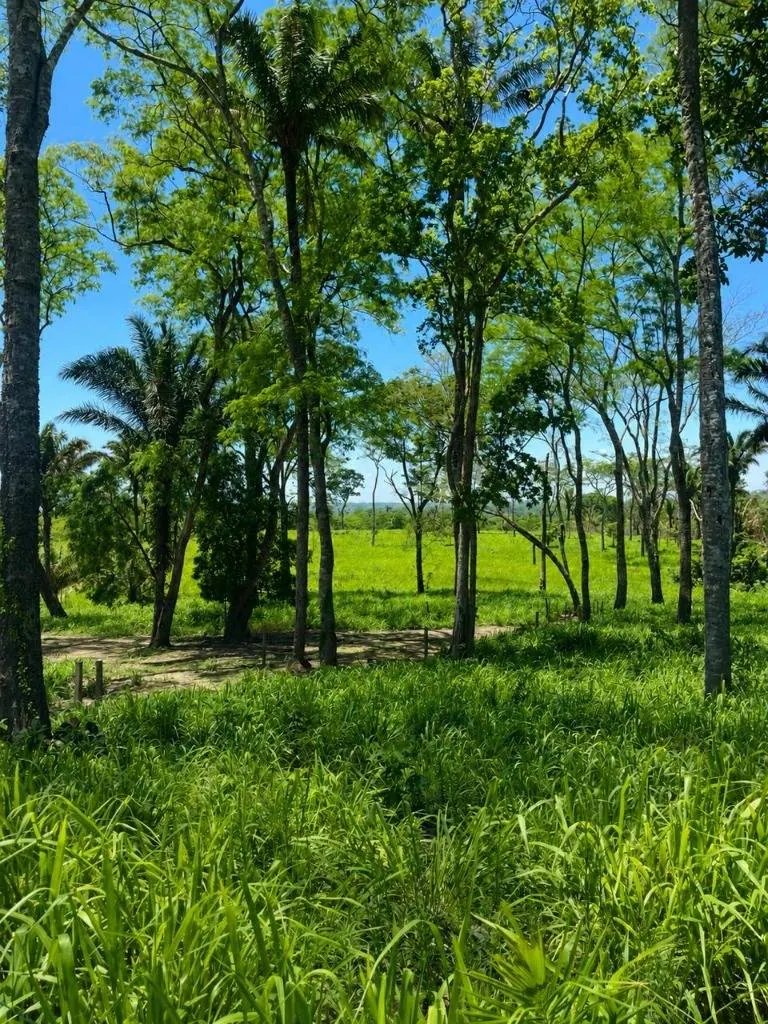 Cattle property for sale in Porongo, Wenda area: foto 1 de 18