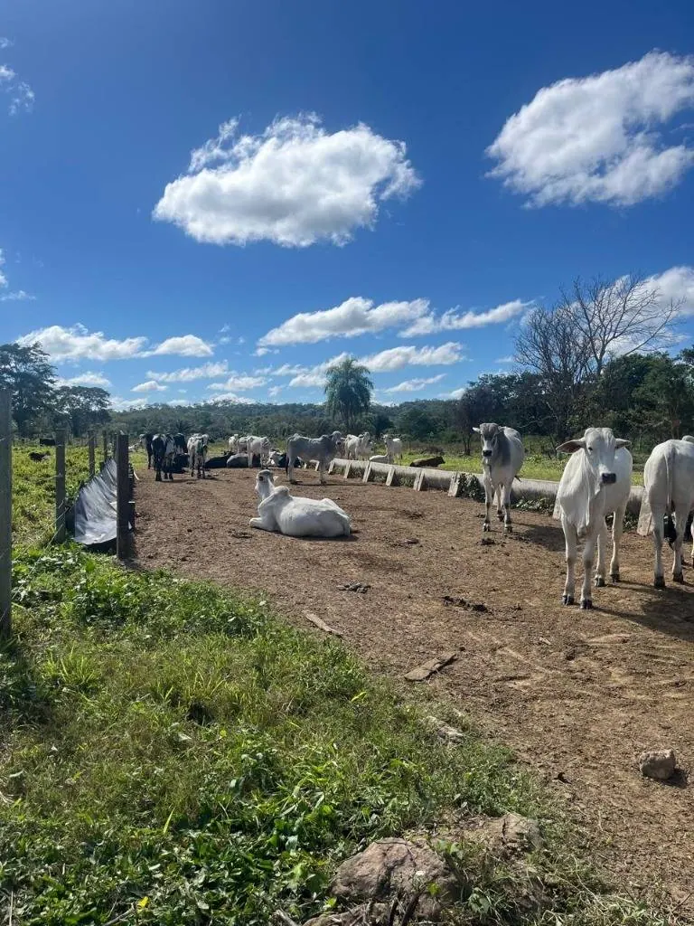 Cattle property for sale in Porongo, Wenda area: foto 14 de 18