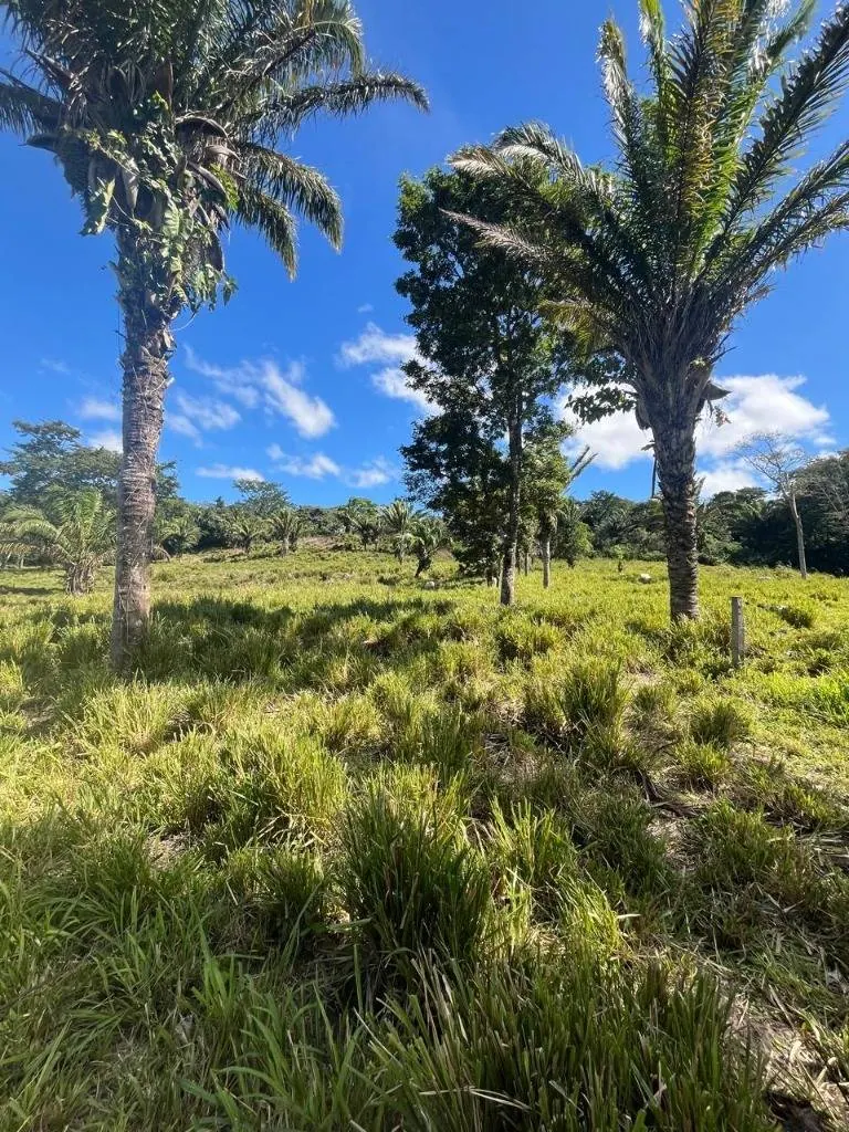 Cattle property for sale in Porongo, Wenda area: foto 17 de 18