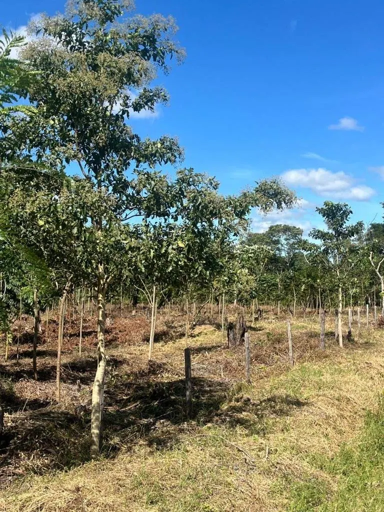 Propiedad ganadera en venta en Porongo, zona Wenda: foto 9 de 18