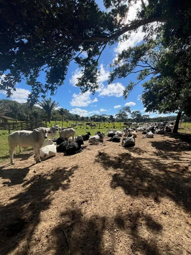 Propiedad ganadera en venta en Porongo, zona Wenda: foto 10 de 18