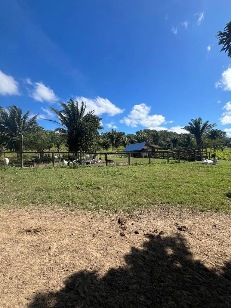 Propiedad ganadera en venta en Porongo, zona Wenda: foto 11 de 18