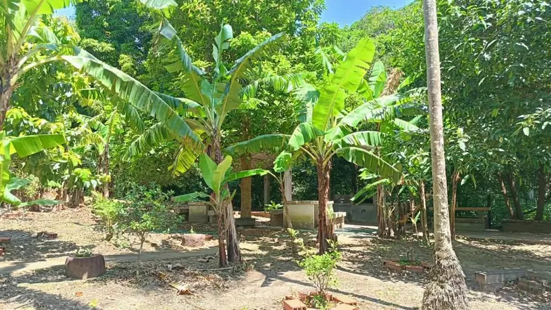 Quinta productiva de 10.464 m² en venta en Porongo, Urubó: foto 6 de 8